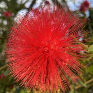 オオベニゴウカン,エウカリス・フォルモサ,温室,京都府立植物園,ジャングル室の画像