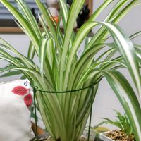 オリヅルランの画像