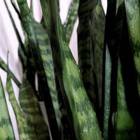 サンスベリア,サンセベリア,観葉植物の画像