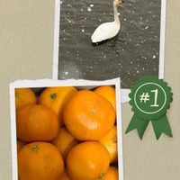 ミカン,ミカン,白鳥,白鳥,青森県(*´˘`*)だーい好き❣❣の画像