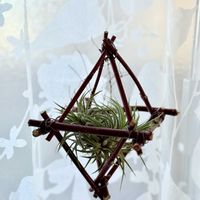 チランジア,イオナンタ,サンゴミズキ,エアプランツ・チランジア,エアプランツの画像