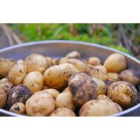 ジャガイモ,ポタジェ,ミラーレス一眼,夜中にこっそり,ゆみさんちの果樹・ミニ菜園の画像