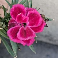 ナデシコの画像