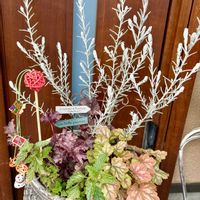 ディアスシア,レウィシア,ヒューケラ,セネシオ・エンジェルウイングス,一重咲きアネモネの画像