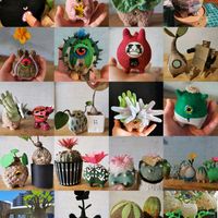 パキポディウム,パキポディウム・グラキリス,多肉植物,観葉植物,塊根植物の画像