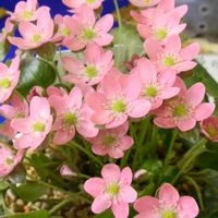 雪割草,木曜日は桃色,人に優しくの画像