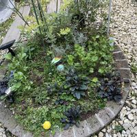 キャットミント,ラナンキュラス,ビオラ,金魚草,オルレアの画像