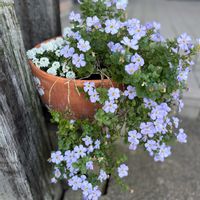 アリッサム,バコパ,ステラスノーストーム グレイシアブルー,小さな花,多年草の画像