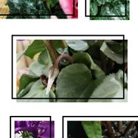 シクラメン,パキラ,黒法師,アエオニウム属 黒法師,つぼみ！！の画像