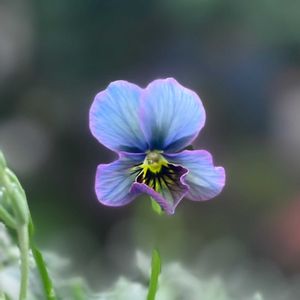 パンジー・ビオラ,神戸べっぴんさんビオラ,神戸べっぴんさんビオラ 幻夢,寄せ植え,ナチュラルガーデンの画像