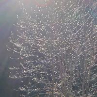 ハクモクレン,山野草,青空に映えて,癒されて,一期一会の画像