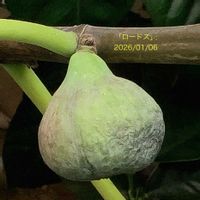 イチジク,いちじく,室内栽培,鉢栽培,2年生の画像