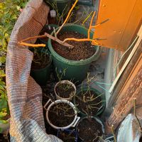 植え替え,ばら バラ 薔薇の画像