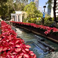 ポインセチアの画像