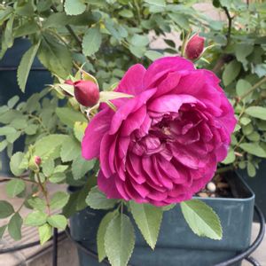 ミニバラ,ミニバラ　スイート・チャリオット,お気に入り♡,かわいいな♡,キレイだな♡の画像