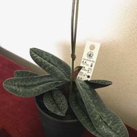 カトレア,カトレア ワルケリアナ,カトレア ワルケリアナ,パフィオぺディラム,パフィオペディラム・ノリトハセガワの画像