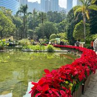 ポインセチアの画像