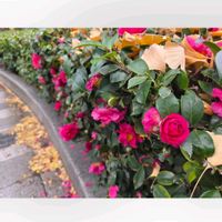 サザンカ,サザンカ,イチョウ,イチョウ,ラクウショウの画像