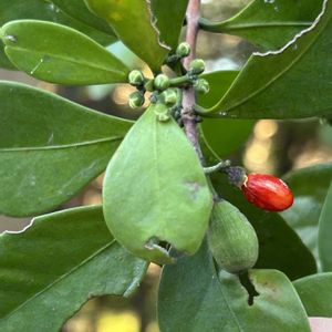 モクレイシ,モクレイシ雄花,モクレイシ雌花,常緑低木,赤い実の画像