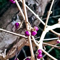 サザンカ,山茶花,クスノキ,柑橘系,ナンキンハゼの実の画像