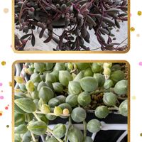 胡蝶の舞,ハートかずら,ハオルチア　雪姫レツーサ,多肉植物,ベランダ多肉の画像