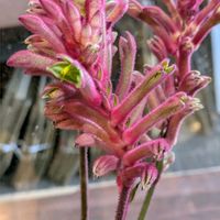 カンガルーポー,安曇野,カンガルーポー(アニゴザントス),信州大好き⛰️,ピンクの花の画像