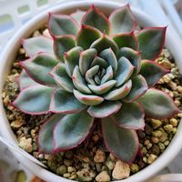 オウレイ,オウレイ,ヘラクレス,ヘラクレス,可愛い❤の画像