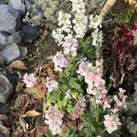 コダカラソウ,ストック,ストック,バラ,ルクリアの画像