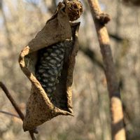 アケビ,センニンソウ,フジバカマ,ナギナタコウジユの枯れ姿,のんびり過ごそうの画像