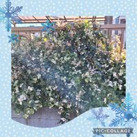 アオキ,ハツユキカズラ,マンリョウ,いつもありがとう♡,花散歩の画像