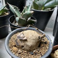 ステファニア・エレクタ,塊根植物の画像