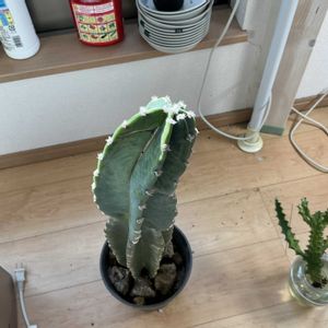 サボテンの画像