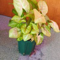 シンゴニウム,観葉植物,ガーデニング,ボタニカルライフ,お庭の植物の画像