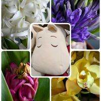 アカシア,アザレア,アザレア,ガーベラ,ガーベラの画像