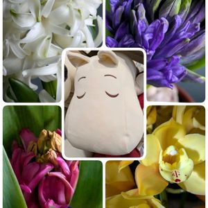 アカシア,アザレア,アザレア,ガーベラ,ガーベラの画像