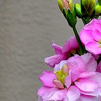 サクラソウ,ストック,ニオイスミレ,ボケ,十月桜の画像