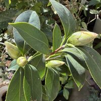 松ぼっくり,金手毬,福寿草,昭和侘助　椿,お月様の画像