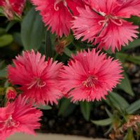 ナデシコの画像