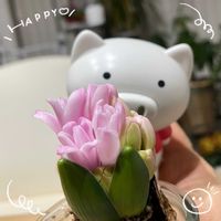 ヒヤシンス,金のなる木,お花大好き♡,復興祈願,ピンク❤︎ピンクの画像