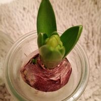 アルメリア,ヒヤシンス,ヒヤシンス,ギガンチューム,アイスチューリップの画像