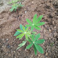 ルピナス,ガーデニング,ネコ好き,実家の庭,種まきっ子の画像