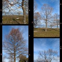 サクラ,ナンキンハゼ,ラクウショウ,ハンノキ,琵琶湖の画像