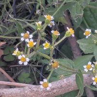 ナズナ,オニタビラコ,ハキダメギク,オニノゲシ,雑草大好きの画像