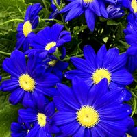 サイネリアの画像