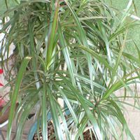 ドラセナ,鉢植えの画像