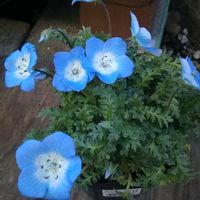 ネモフィラ,新入りさん,花のある暮らし,おうち園芸,定番の青の画像