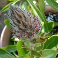 ノースポール,ノースポール,ペチュニア,ペチュニア,スプレーストックの画像