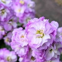 ストック,八重咲きストック,お花,今日の花, ストックの画像