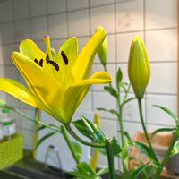 ストック,ストック,ユリ,ユリ,切り花達の画像