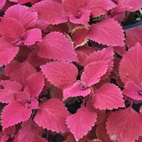 コリウス,コリウス,コリウス,モンステラ,モンステラの画像